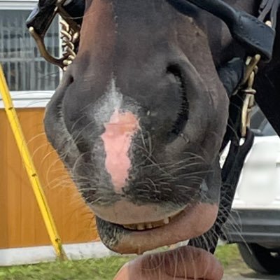 笠松牧場's profile picture
