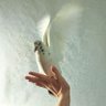 🦄Enbis🕊️'s profile picture