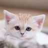 yuuu profil fotoğrafı