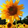 Morrigoon 🌻's profile picture