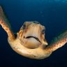 J Turtle's profile picture