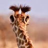 Ossi Cones's profile picture