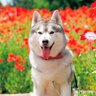 G profil fotoğrafı