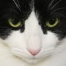Profilbild von Adscritilla