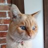Фото профиля シャムトラ🐾