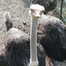 カナグリ profil fotoğrafı