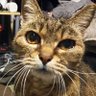 ニポポ蛙 的头像