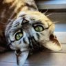 ニャンニャコわん's profile picture