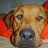Darko Maras 🐾 🐶🦉's profile picture