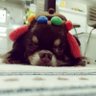 ワッフル's profile picture