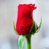 Фото профиля العراقي