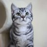 Leon profil fotoğrafı