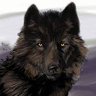 Wild Spirit's profile picture