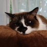 トム profil fotoğrafı