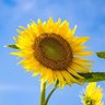 Фото профиля 戦争反対🇺🇦🤝🇯🇵平和主義