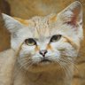 SandCat's profile picture