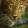 Faruk 15840024's profile picture