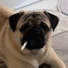 PagPugFon 的头像
