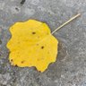 稀饭 的头像