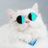 KingSchneizel's profile picture