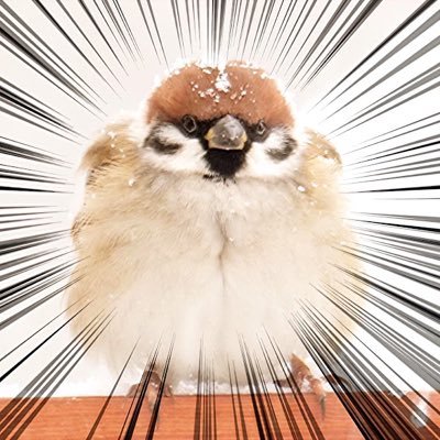 札幌スパローマン's profile picture
