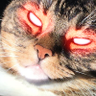 Nekochan profil fotoğrafı