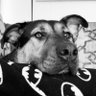 Ozanbodur's profile picture