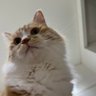 にゃんくま 的头像
