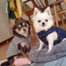 Фото профиля 🐕りろん