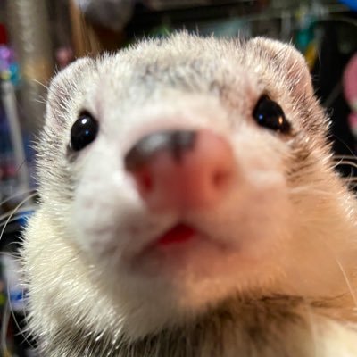 Daily Ferrets's profile picture