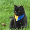 Фото профиля Fiona Hill's Cat
