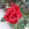 Rosa hay hay's profile picture