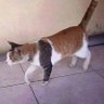 Profilbild von power cats baldomero