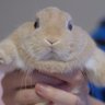 Profilbild von Iwan/Bun, COMMS OPEN.