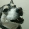 Brewerdog profil fotoğrafı