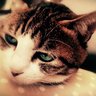 Profilbild von 🐯halhico