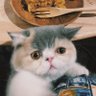 イルillu's profile picture