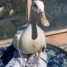 Profilbild von teo