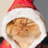shampoo's profile picture