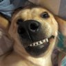 Profilbild von Lewis