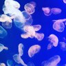 aqua_728 的头像