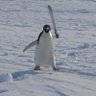 Profilbild von Bird_Meat