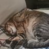 Kiriya's profile picture