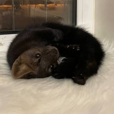 Daily Dose of Marten's profile picture