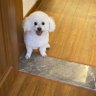 ぶーちゃん profil fotoğrafı