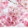 🎌🟠ふうた🌸's profile picture