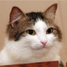 Фото профиля Artillery Cat