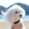 パールさん's profile picture