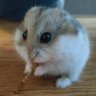 Profilbild von Scribouillarde