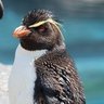 Profilbild von 竹やりペンギン🇯🇵投票率を見れば日本国民の8割は馬鹿だとわかります